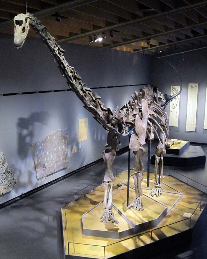 Скелет Diplodocus sp.