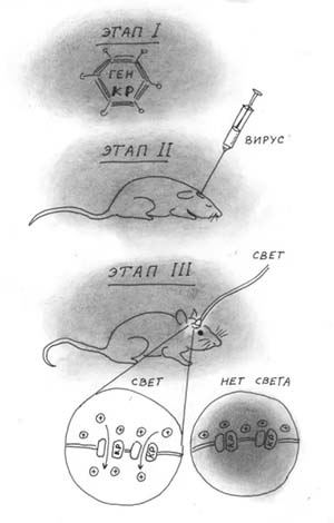 Этапы оптогенетического исследования
