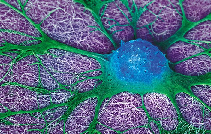 Нейтральная стволовая клетка мыши, растущая на геле из нановолокон