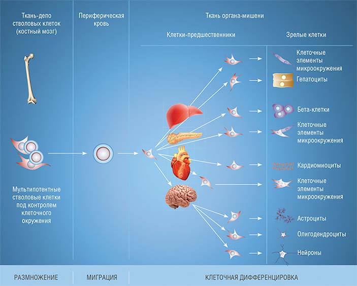 Депо мультипотентных стволовых клеток находится в костном мозге