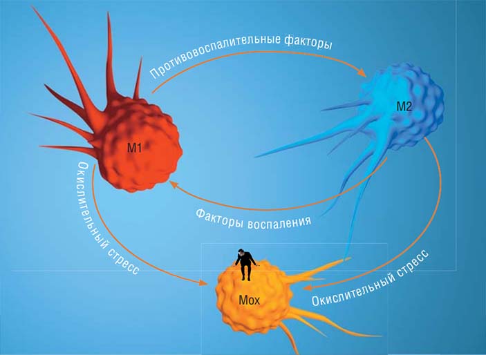 В зависимости от своего микроокружения макрофаги могут радикально менять свой фенотип