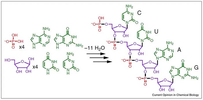 Рис. 1. На каждой стадии сборки цепочки РНК выделяется по молекуле воды