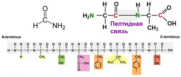 Рис. 2. Формамид — «свободноживущая пептидная связь»