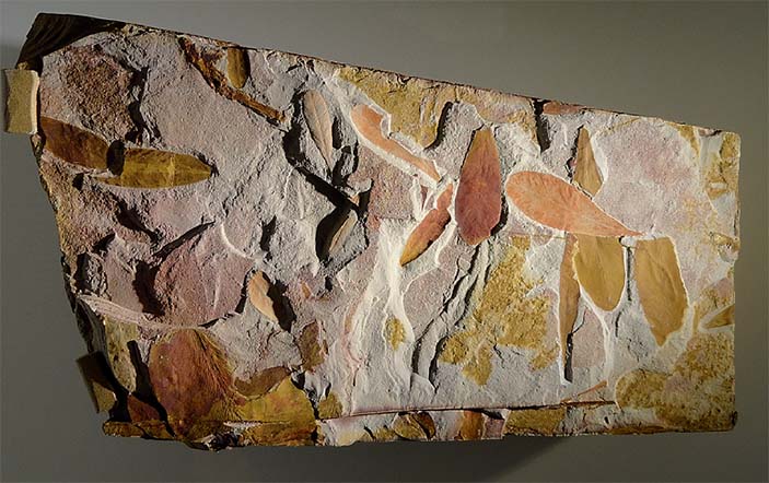 Глоссоптерис. Музей естественной истории, Хьюстон, Техас