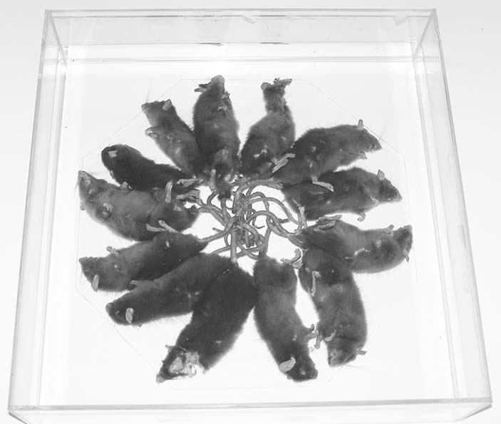 Крысиный король из Сару в Зоологическом музее