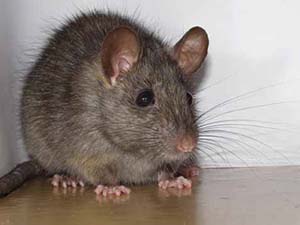 Черная крыса