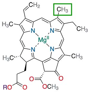 Хлорофилл а
