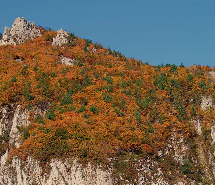 Деревья осенью