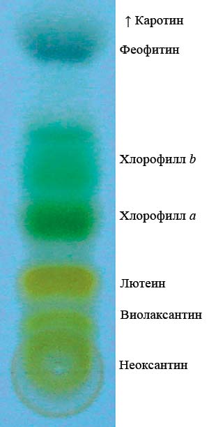 Современная хроматограмма растительных пигментов