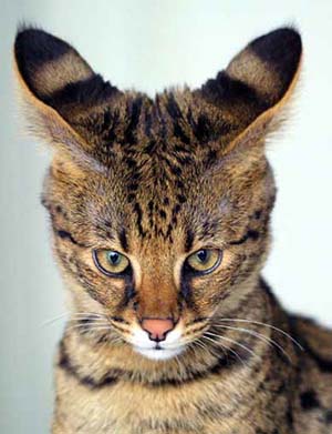 Саванна — гибрид кошки и сервала. WikimediaCommons