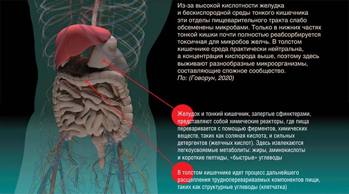 Из-за высокой кислотности желудка и бескислородной среды тонкого кишечника эти отделы пищеварительного тракта слабо обсеменены микробами