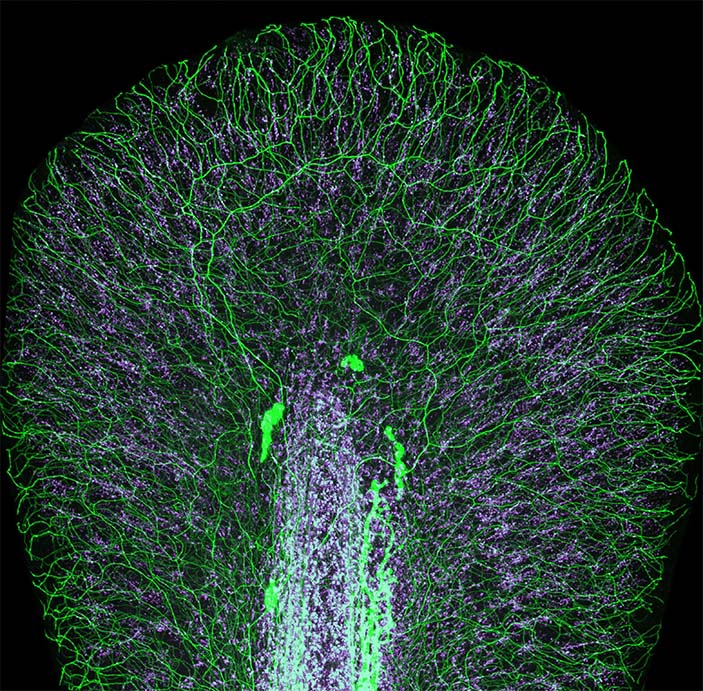 13. Хвостовой плавник личинки рыбки данио