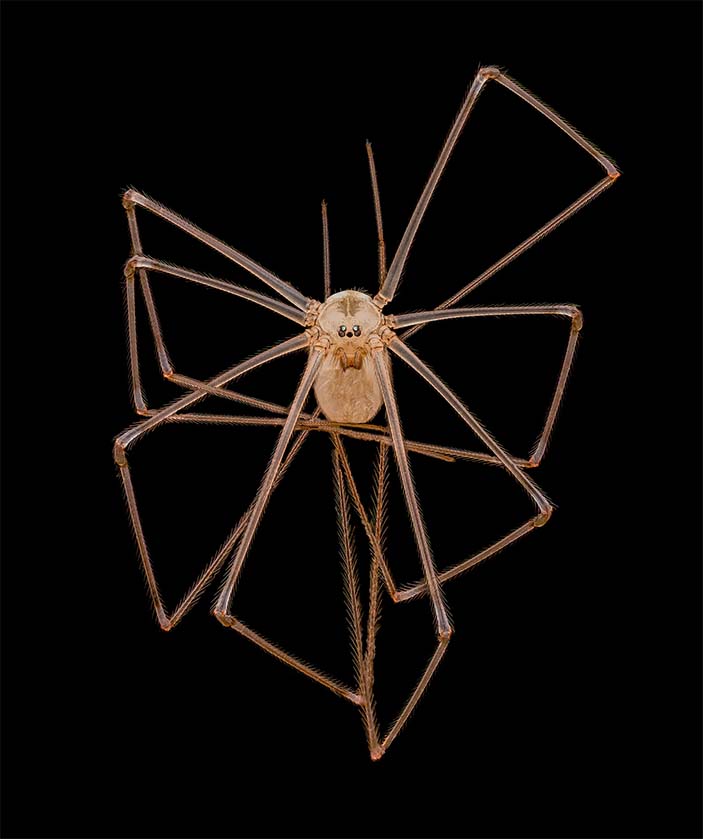 4. Длиннотелый погребной/длинноногий паук-папа (Pholcus phalangioides)