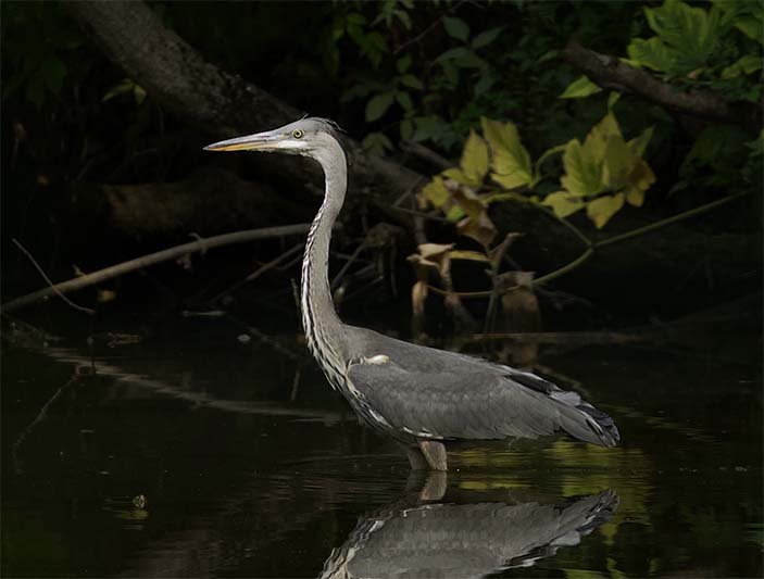 Фото 2. Серая цапля в заливе Сходни