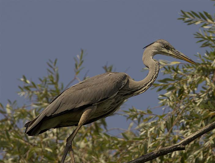Фото 3. Серая цапля отдыхает на ветке дерева