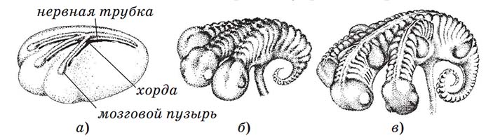 Рис. 2. Эмбриональное развитие дракона: а) три сросшиеся гаструлы – начало закладки осевых систем; б) закладка сомитов – хвост один, а передних разделов тела три; в) образование почек конечностей