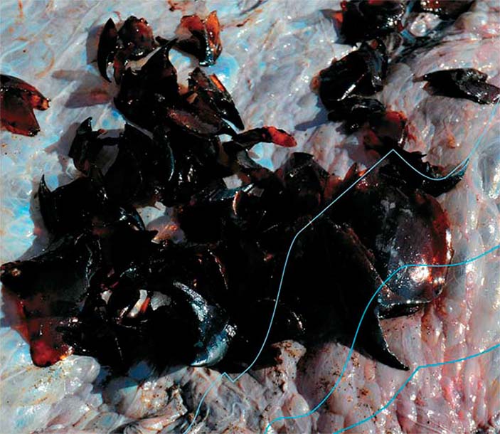 Клювы кальмаров, извлеченные из кишечника одного из кашалотов