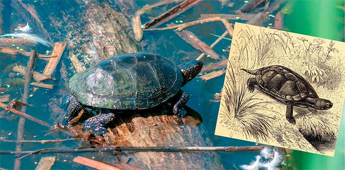 Реликтовые рептилии Белогорья – аборигены и иностранцы