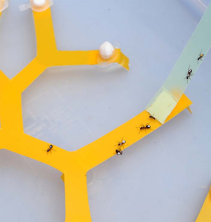 Команда фуражиров