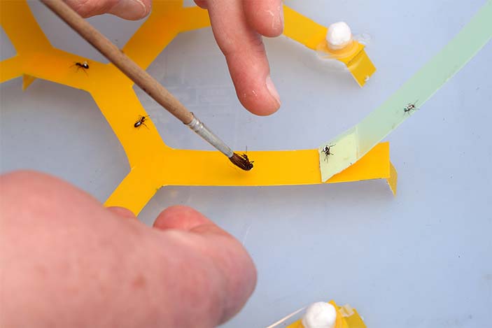 Так на муравья наносят индивидуальную метку