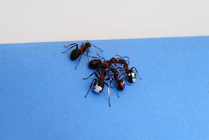 Разведчик общается с фуражирами