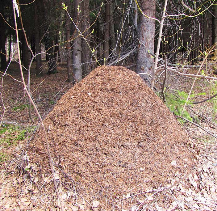 Муравейник рыжих лесных муравьев
