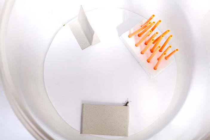 Искусственный мир (имитация травостоя, ствола дерева, убежища под камнем)