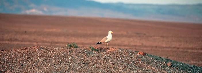 Хохотунья у выхода из норы