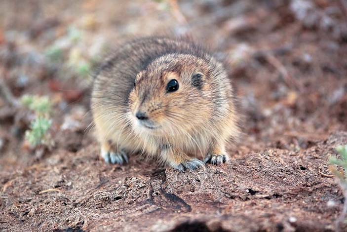 Желтая пеструшка