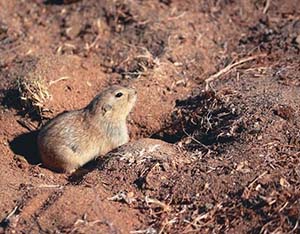 Взрослая пеструшка