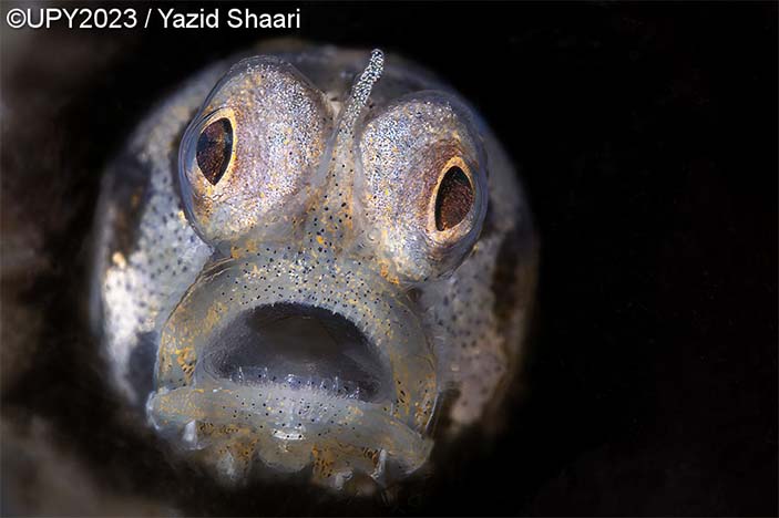 Отвоевавшийся истребитель и осьминоги-пацифисты 0