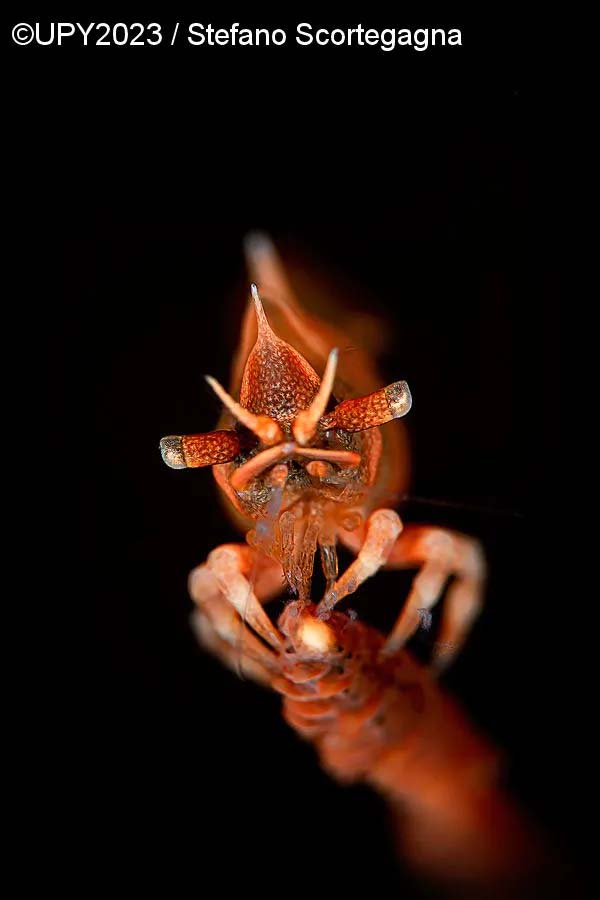 Отвоевавшийся истребитель и осьминоги-пацифисты 11