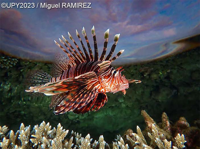 Отвоевавшийся истребитель и осьминоги-пацифисты 15