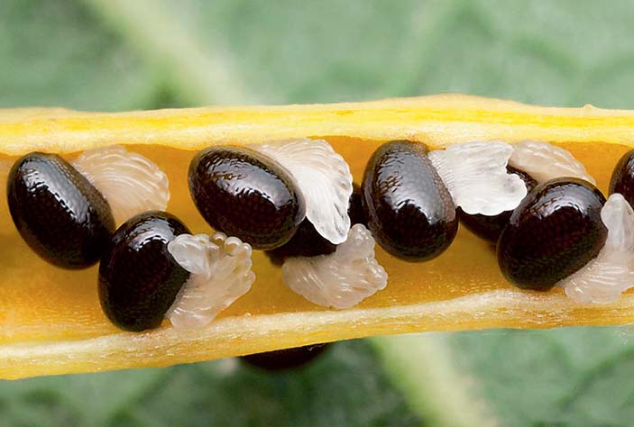 Что это за белые выросты? Фото: Tomas Tarvainis, tyt.lt