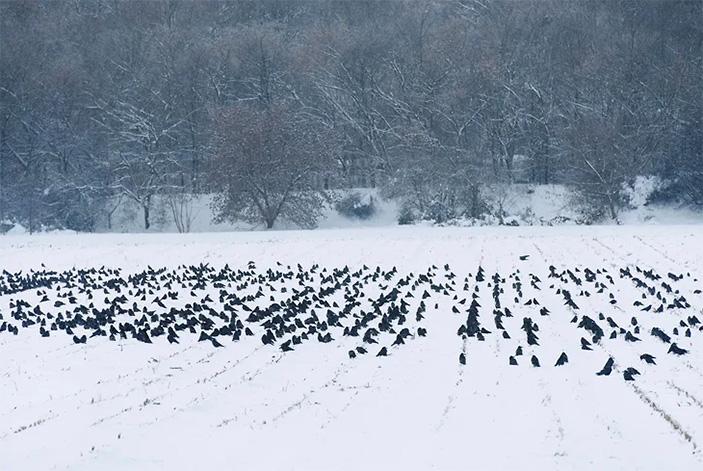 Зима перестала быть проблемой для грачей