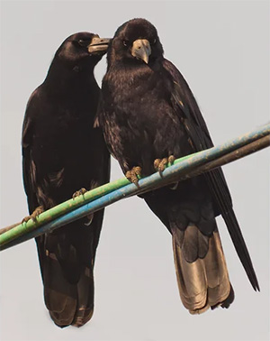 Количество грачовников сократилось в три-четыре раза