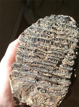 Мелкая терка из эмалевых пластин на жевательной поверхности зуба мамонта