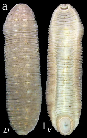 Гиперборейская пиявка