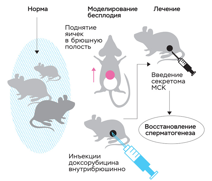 Схема моделирования нарушений сперматогенеза