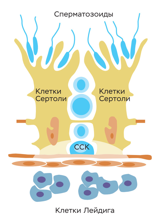 Строение ниши сперматогониальной стволовой клетки