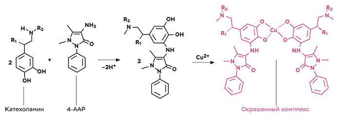 Стадии получения комплекса катехоламинов