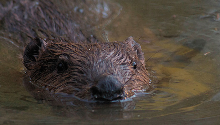Обыкновенный бобр