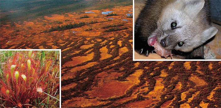 Заповедник «Юганский»: дом для русского соболя 1