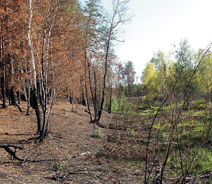 Грибы с «огоньком» 10