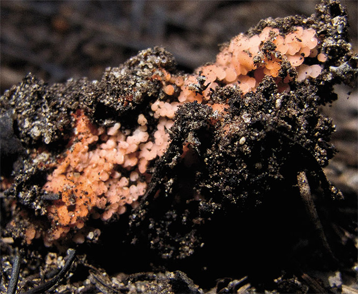 Пиронема пупковидная