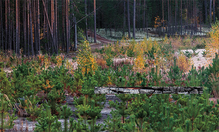 Грибы с «огоньком» 12