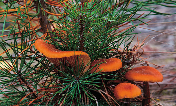 Лаковица большая