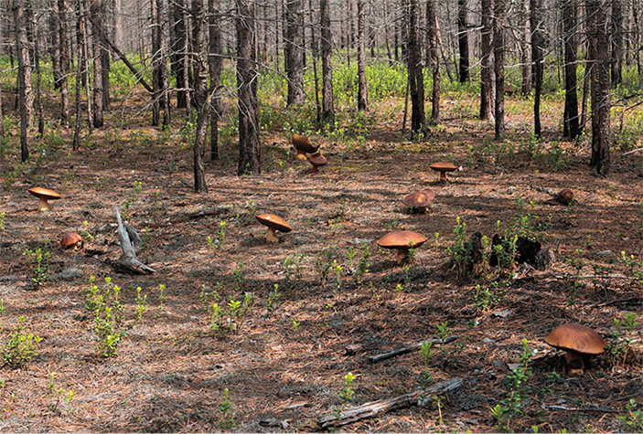 Грибы с «огоньком» 14