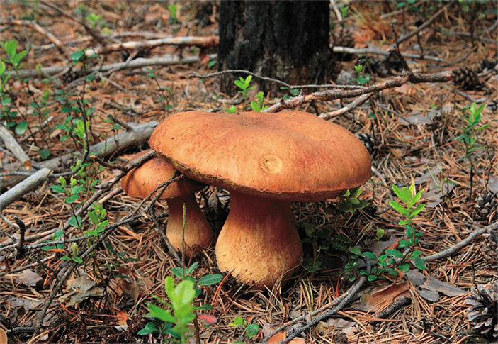 Лейковский бор