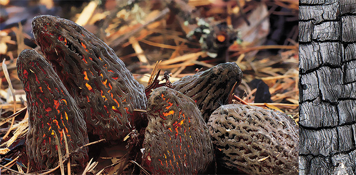 Грибы с «огоньком» 1